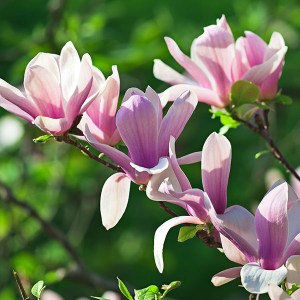 magnólia soulagena, magnólia, magnolia, magnolia soulagena, ružová magnólia, soulagena, ruzova magnolia, magnólia soulangeana 160-180cm