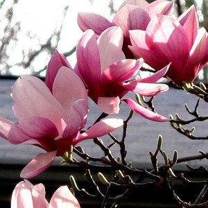 magnólia soulagena, magnólia, magnolia, magnolia soulagena, ružová magnólia