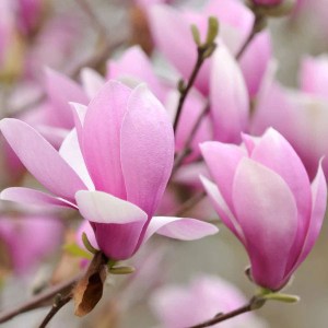 magnólia soulagena, magnólia, magnolia, magnolia soulagena, ružová magnólia