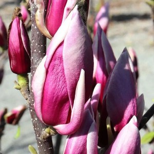 magnólia soulagena, magnólia, magnolia, magnolia soulagena, ružová magnólia