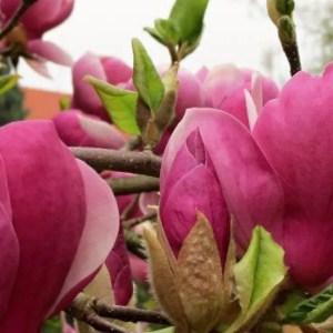 magnólia soulangeana lennei, magnolia soulangeana lennei, magnólia lennei, magnolia lennei, magnólia, lennei