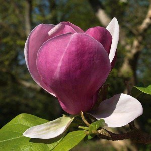 magnólia soulangeana lennei, magnolia soulangeana lennei, magnólia lennei, magnolia lennei, magnólia, lennei