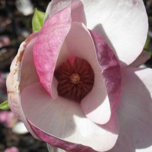 magnólia soulangeana lennei, magnolia soulangeana lennei, magnólia lennei, magnolia lennei, magnólia