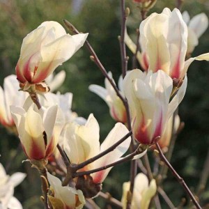 magnólia sunrise, magnolia sunrise, magnólia, magnolia