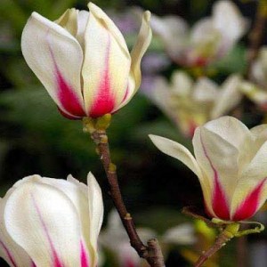 magnólia sunrise, magnolia sunrise, magnólia, magnolia