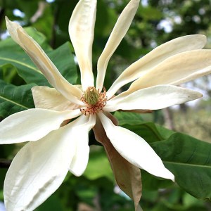 magnólia tripetala, magnolia tripetala, magnólia, magnolia, tripetala