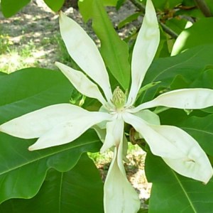 magnólia tripetala, magnolia tripetala, magnólia, magnolia, tripetala