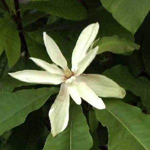 magnólia tripetala, magnolia tripetala, magnólia, magnolia, tripetala