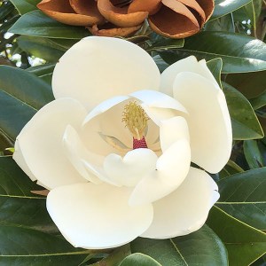 magnólia veľkokvetá gallissoniensis, magnolia grandiflora galissoniere, magnólia veľkokvetá, magnolia velkokveta, magnólia, magnolia, magnólia galissoniere