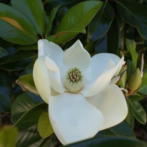 magnólia veľkokvetá gallissoniensis, magnolia grandiflora galissoniere, magnólia veľkokvetá, magnolia velkokveta, magnólia, magnolia, magnólia galissoniere
