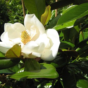 magnólia veľkokvetá gallissoniensis, magnolia grandiflora galissoniere, magnólia veľkokvetá, magnolia velkokveta, magnólia, magnolia, magnólia galissoniere