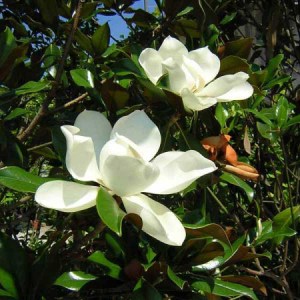 magnólia veľkokvetá gallissoniensis, magnolia grandiflora galissoniere, magnólia veľkokvetá, magnolia velkokveta, magnólia, magnolia, magnólia galissoniere