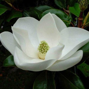 magnólia veľkokvetá little gem, magnolia grandiflora little gem, veľovetá magnólia, magnólia veľkokvetá, magnólia little gem, magnólia