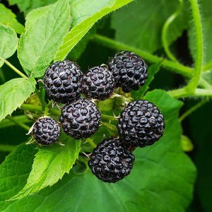 malina čierna black jewel dvakrát rodiaca, rubus occidentalis black jewel, malina dvakrát rodiaca, čierna malina, rubus