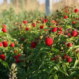 malinojahoda, rubus illecobrosus