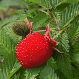 malinojahoda, rubus illecobrosus