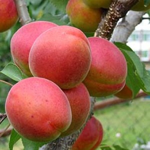marhuľa vesna, prunus armeniaca vesna, marhule vesna, prunus armeniaca vesna, prunus vesna, prunus armeniaca