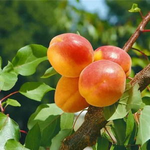 marhuľa hargrand, marhuľa, hargrand, marhuľa mrazuvzdorná, prunus armeniaca hargrand, prunus armeniaca, prunus hargrand, marhule hargrand