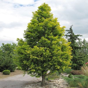 metasekvoja čínska, metasequoia glyptostroboides, metasekvoja, metaseqquoia 