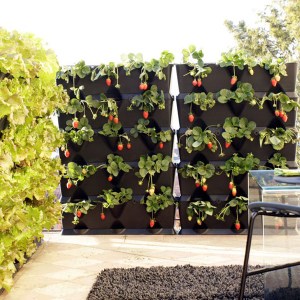vertikálny set Minigarden zelený, vertikálna záhrada, živé steny, vertikálny set Minigarden