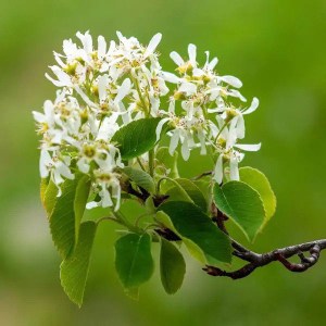 muchovník hladký ballerina, amelanchier laevis ballerina, muchovník, muchovnik, amelanchier, muchovník hladký, muchovník ballerina