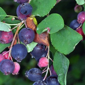 muchovník jelšolistý saskatoon berry, amelanchier alnifolia saskatoon berry, muchovník jelšolistý, muchovník saskatoon berry