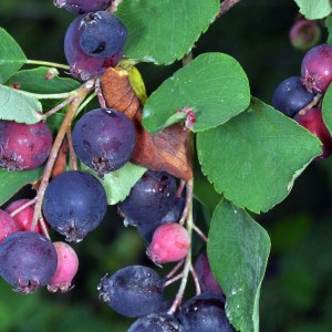 muchovník jelšolistý saskatoon berry, amelanchier alnifolia saskatoon berry, muchovník jelšolistý, muchovník saskatoon berry