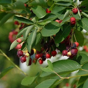 muchovník lamarckov tvar viackmen, amelanchier lamarckii tvar viackmen, muchovník, muchovnik lamarckov tvar viackmen