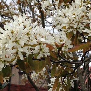 muchovník stromovitý robin hill na kmienku, amelanchier arborea robin hill