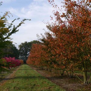 muchovník lamarckov tvar viackmen, amelanchier lamarckii tvar viackmen, muchovník, muchovnik lamarckov tvar viackmen