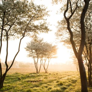 muchovník lamarckov tvar viackmen, amelanchier lamarckii tvar viackmen, muchovník, muchovnik lamarckov tvar viackmen