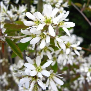 muchovník lamarckov tvar viackmen, amelanchier lamarckii tvar viackmen, muchovník, muchovnik lamarckov tvar viackmen