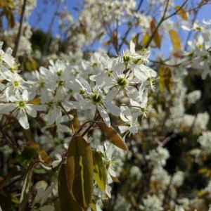 muchovník veľkokvetý prince william, amelanchier grandiflora prince william, muchovník, muchovník veľkokvetý, amelanchier, muchovník prince william