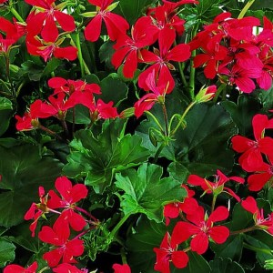 pelargónia Ville de Paris červená, pelargónia ville de paris, pelargónia, pelargonia, pelargónia červená, pelargonia cervena, muškát, muskat, muškát červený, muskat cerveny