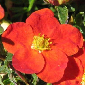 nátržník krovitý, potentilla frutocisa red ace, natrznik krovity, nátržník, natrznik