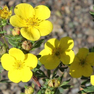 nátržník krovitý, potentilla frutocisa goldfinger, natrznik krovity, nátržník, natrznik, nátržník goldfinger