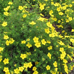 nátržník krovitý, nátržník krovitý goldteppich, potentilla fruticosa goldteppich, nátržník goldreppich