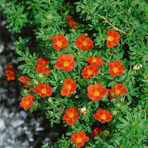 nátržník krovitý, potentilla frutocisa hopleys orange, natrznik krovity, nátržník, natrznik