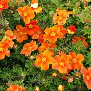 nátržník krovitý, potentilla frutocisa hopleys orange, natrznik krovity, nátržník, natrznik