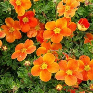 nátržník krovitý, potentilla frutocisa orange star, nátržník krovitý orange star, nátržník orange star, orange star, nátržník