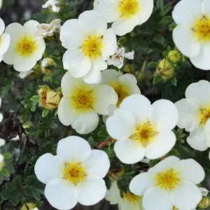nátržník krovitý, nátržník krovitý primrose beauty, potentilla fruticosa primrose beauty, natrznik primrose beauty, primrose beauty