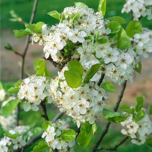 okrasná hruška chanticleer, pyrus calleryana chanticleer, okrasná hruška, hruška, pyrus, pyrus calleryana, okrasná hruška chanticleer obvod kmeňa 23-25cm, pyrus calleryana chanticleer obvod kmeňa 23-25cm, okrasná hruška chanticleer 400-450cm.