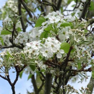 okrasná hruška chanticleer, pyrus calleryana chanticleer, okrasná hruška, hruška, pyrus, pyrus calleryana, okrasná hruška chanticleer 250-300cm