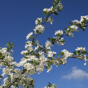 Malus transitoria Appletini, okrasná jabloň, okrasné jablone, kvitnúce stromy, jabloň Appletini