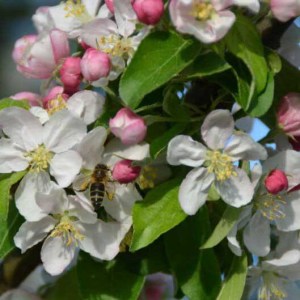 okrasná jabloň golden hornet, malus golden hornet, okrasná jabloň, jabloň golden hornet, okrasná jabloň obvod kmeňa 12-14cm, okrasná jabloň golden hornet 350-400cm