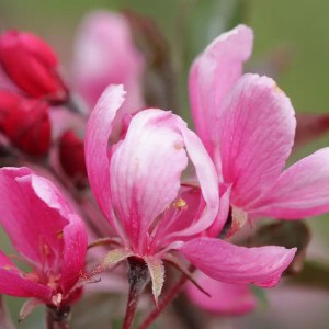 Malus Mokum, okrasná jabloň Mokum, stĺpovitá jabloň, okrasný strom Malus, ružovo kvitnúca jabloň