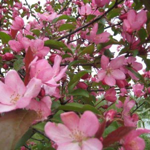 okrasná jabloň Ola, malus ola, malus, okrasná jabloň