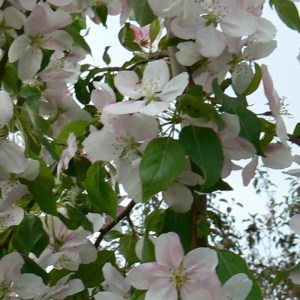 malus red jade,jabloň okrasná red jade,okrasná jabloň,previsnutý strom,červené plody,jarné kvitnutie,solitér,záhrada,park