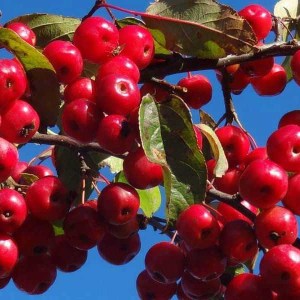 okrasná jabloň red sentinel, malus red sentinel, jabloň red sentinel, okrasná jabloň, okrasná jabloň red sentinel obvod kmeňa 12-14cm, okrasná jabloň red sentinel 350-400cm