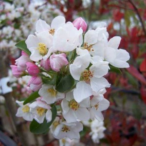 Okrasná jabloň Res Sentinel, Malus Red Sentinel